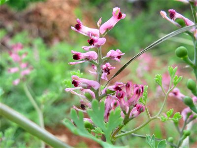 Gewöhnlicher Erdrauch (Fumaria officinalis) auf einem Schuttplatz in Hockenheim