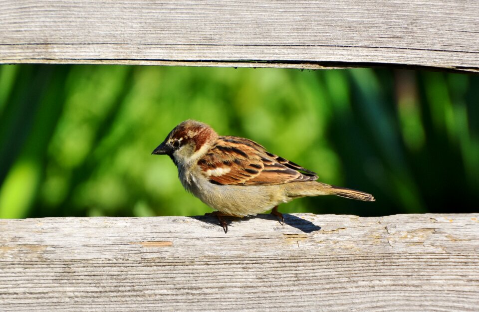 Animal birdie plumage