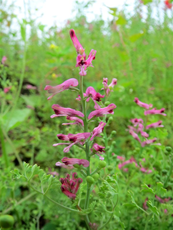 Gewöhnlicher Erdrauch (Fumaria officinalis) auf einem Schuttplatz in Hockenheim