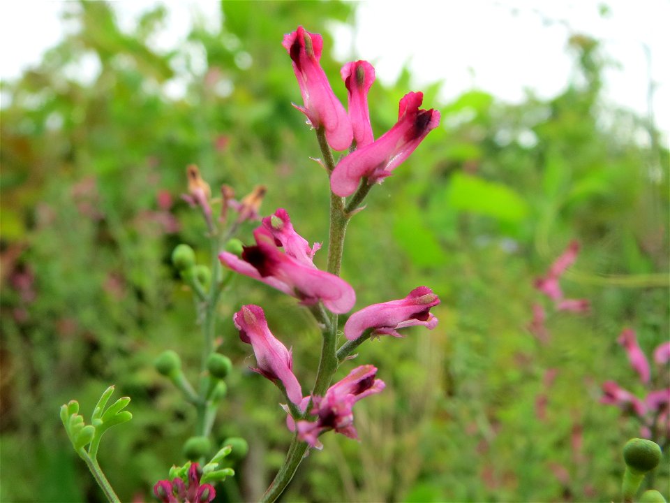 Gewöhnlicher Erdrauch (Fumaria officinalis) auf einem Schuttplatz in Hockenheim
