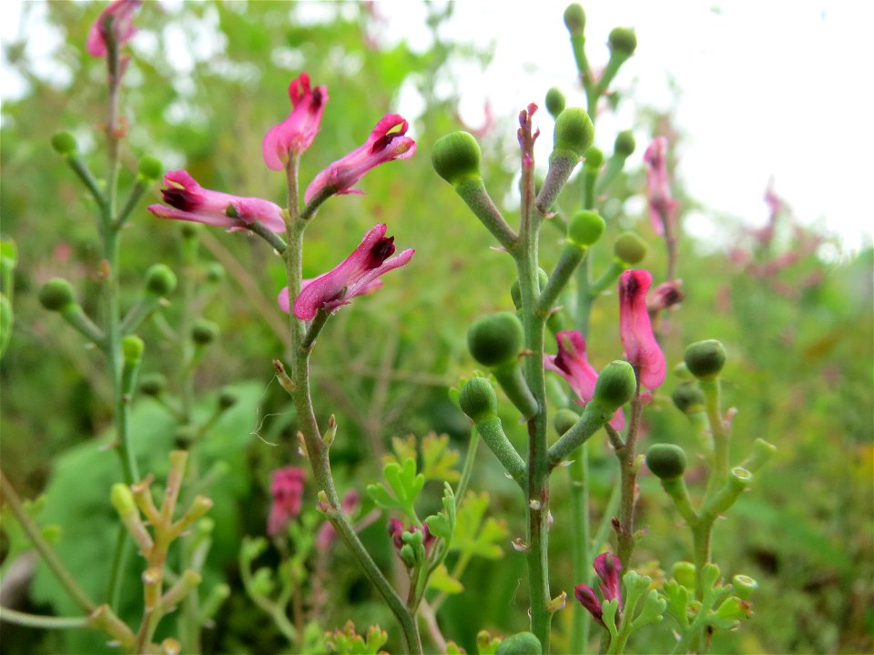 Gewöhnlicher Erdrauch (Fumaria officinalis) auf einem Schuttplatz in Hockenheim