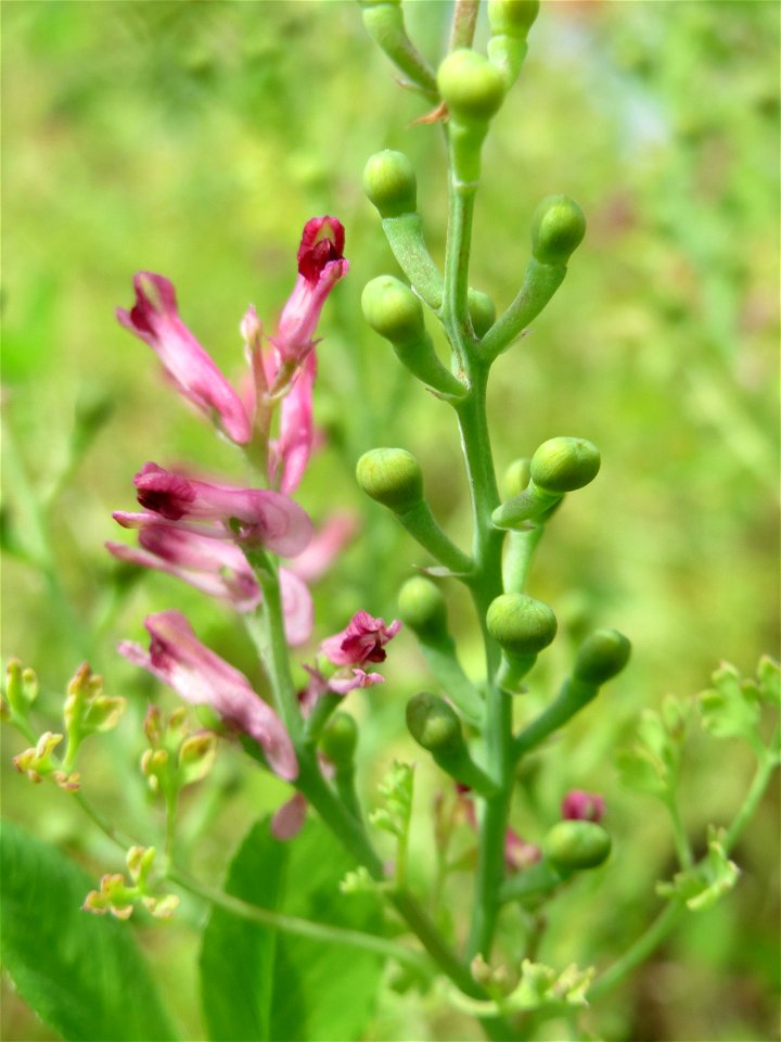 Gewöhnlicher Erdrauch (Fumaria officinalis) auf einem Schuttplatz in Hockenheim