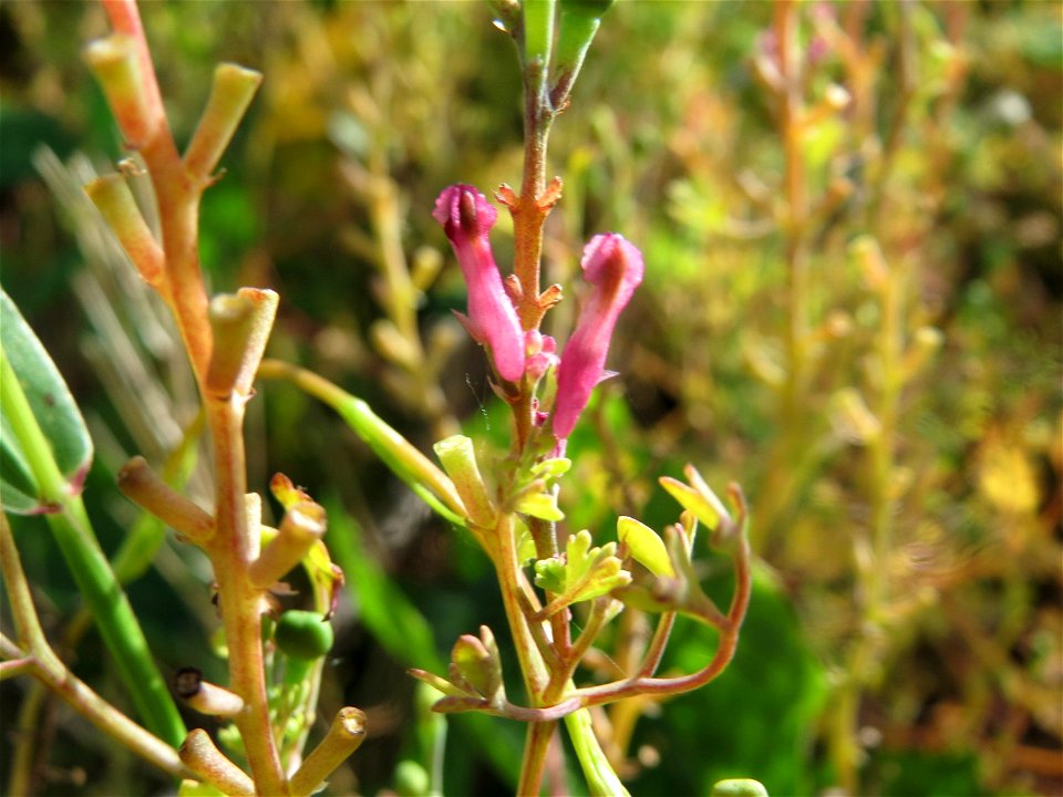 Gewöhnlicher Erdrauch (Fumaria officinalis) auf einem Schuttplatz in Hockenheim