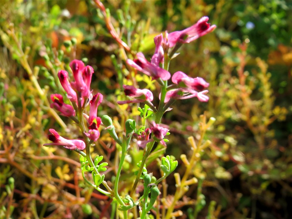 Gewöhnlicher Erdrauch (Fumaria officinalis) auf einem Schuttplatz in Hockenheim
