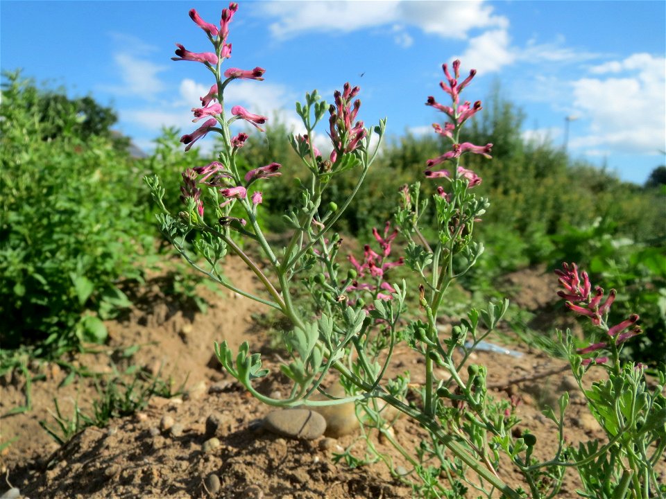 Gewöhnlicher Erdrauch (Fumaria officinalis) auf einer Ruderalfläche in Hockenheim-Talhaus