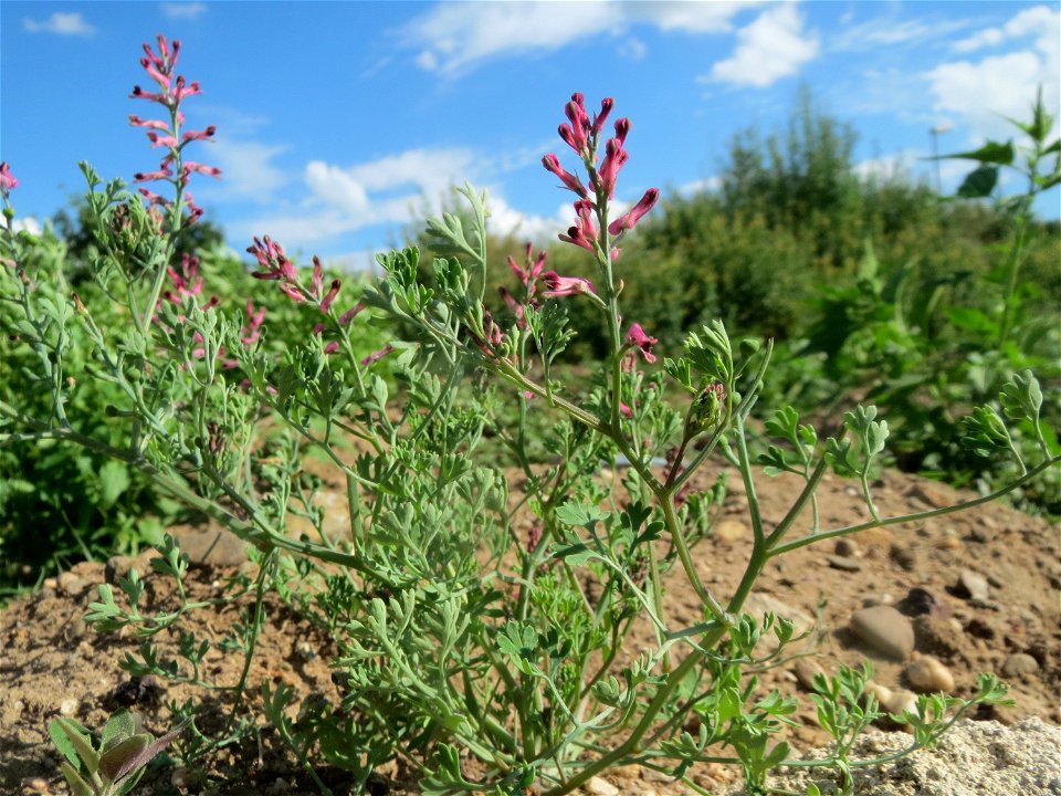 Gewöhnlicher Erdrauch (Fumaria officinalis) auf einer Ruderalfläche in Hockenheim-Talhaus
