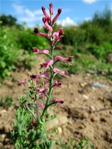 Gewöhnlicher Erdrauch (Fumaria officinalis) auf einer Ruderalfläche in Hockenheim-Talhaus