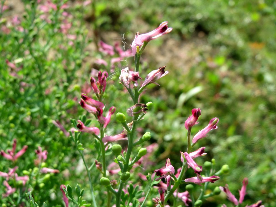 Gewöhnlicher Erdrauch (Fumaria officinalis) auf einer Ruderalfläche in Hockenheim-Talhaus