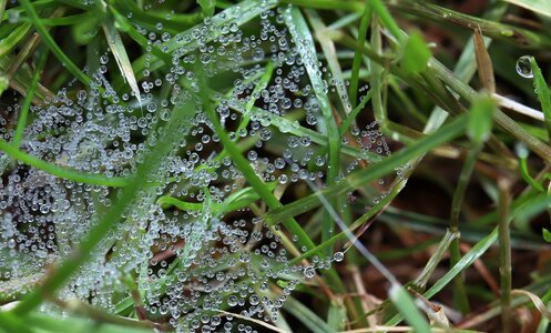 Web grass drop of water photo