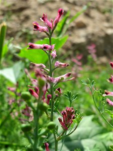 Gewöhnlicher Erdrauch (Fumaria officinalis) auf einer Ruderalfläche in Hockenheim-Talhaus