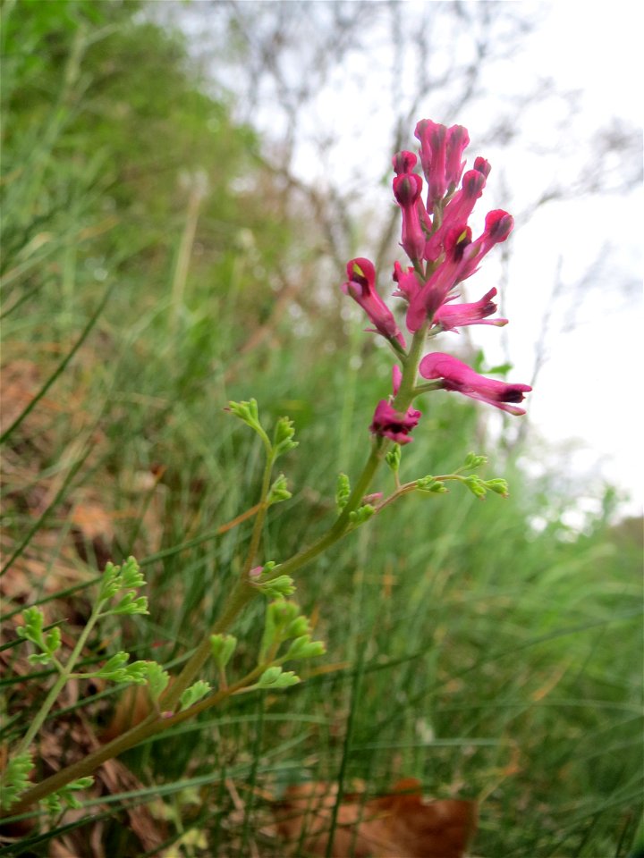 Gewöhnlicher Erdrauch (Fumaria officinalis) an einer ehem. Weinbergsmauer an einer alten Römerstraße im Simbachtal, einst Jakobsweg