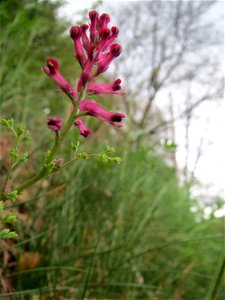 Gewöhnlicher Erdrauch (Fumaria officinalis) an einer ehem. Weinbergsmauer an einer alten Römerstraße im Simbachtal, einst Jakobsweg