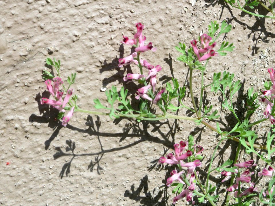Ritzenbotanik: Gewöhnlicher Erdrauch (Fumaria officinalis) in Hockenheim