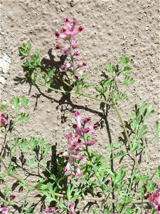 Ritzenbotanik: Gewöhnlicher Erdrauch (Fumaria officinalis) in Hockenheim