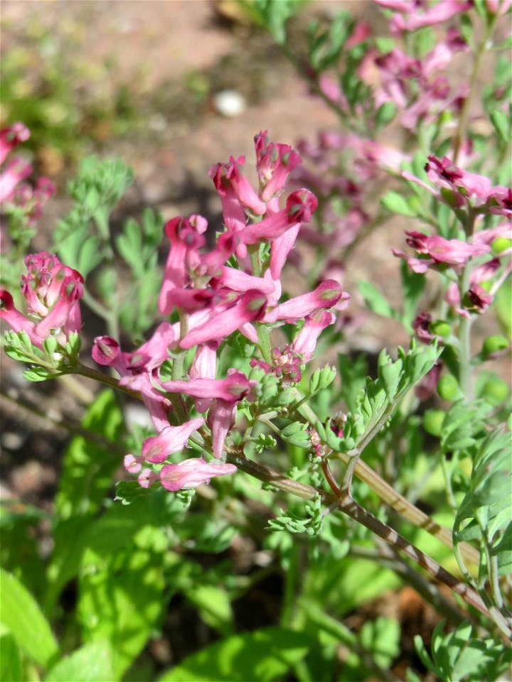 Ritzenbotanik: Gewöhnlicher Erdrauch (Fumaria officinalis) in Hockenheim