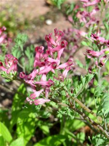 Ritzenbotanik: Gewöhnlicher Erdrauch (Fumaria officinalis) in Hockenheim