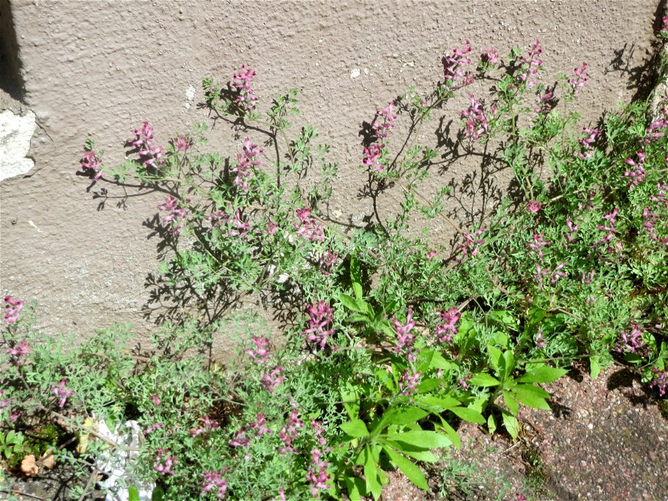 Ritzenbotanik: Gewöhnlicher Erdrauch (Fumaria officinalis) in Hockenheim