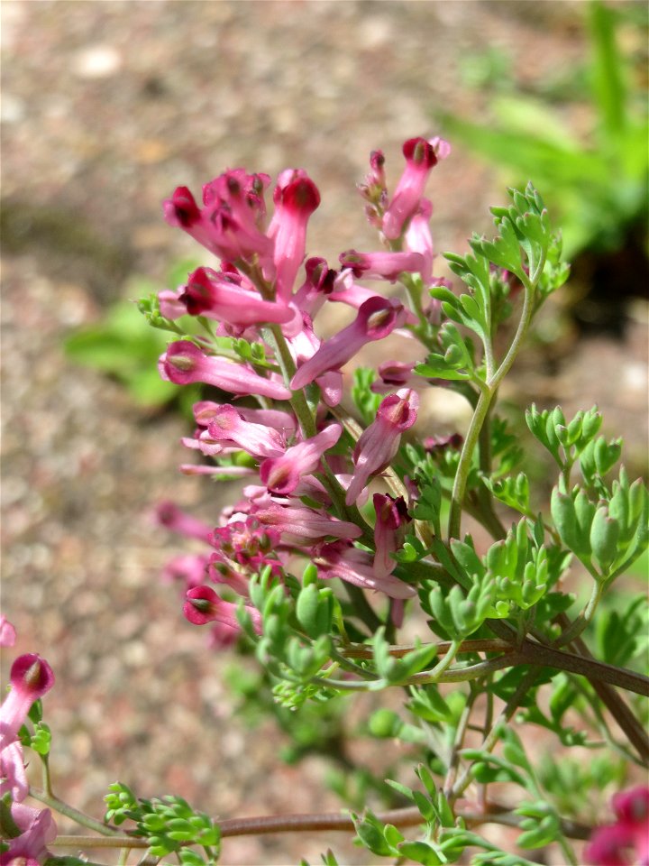 Ritzenbotanik: Gewöhnlicher Erdrauch (Fumaria officinalis) in Hockenheim