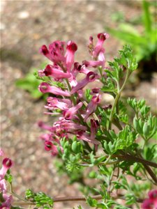 Ritzenbotanik: Gewöhnlicher Erdrauch (Fumaria officinalis) in Hockenheim