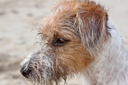 Russel jack russel nature photo