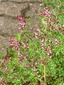 Ritzenbotanik: Gewöhnlicher Erdrauch (Fumaria officinalis) in Hockenheim