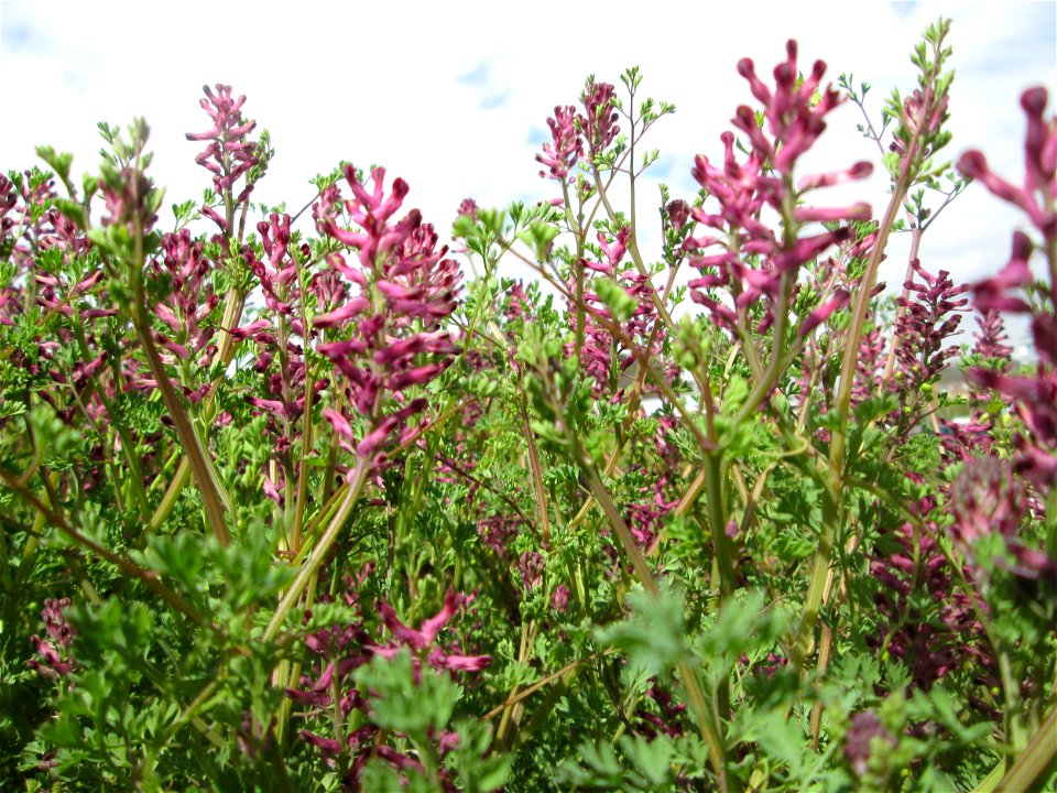 Gewöhnlicher Erdrauch (Fumaria officinalis) in Saarbrücken