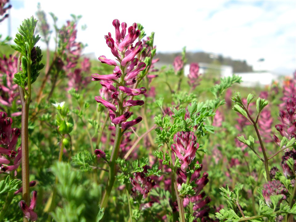 Gewöhnlicher Erdrauch (Fumaria officinalis) in Saarbrücken