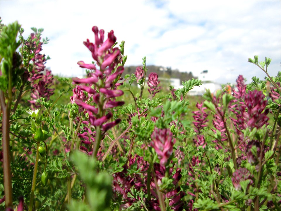 Gewöhnlicher Erdrauch (Fumaria officinalis) in Saarbrücken