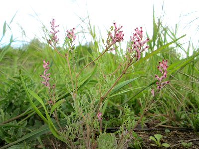 Gewöhnlicher Erdrauch (Fumaria officinalis) in den Horststückern im Landschaftsschutzgebiet „Hockenheimer Rheinbogen“