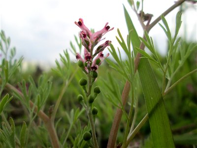 Gewöhnlicher Erdrauch (Fumaria officinalis) in den Horststückern im Landschaftsschutzgebiet „Hockenheimer Rheinbogen“