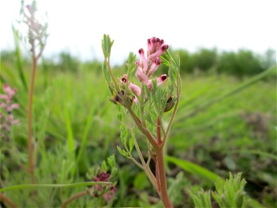 Gewöhnlicher Erdrauch (Fumaria officinalis) in den Horststückern im Landschaftsschutzgebiet „Hockenheimer Rheinbogen“