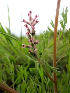 Gewöhnlicher Erdrauch (Fumaria officinalis) in den Horststückern im Landschaftsschutzgebiet „Hockenheimer Rheinbogen“