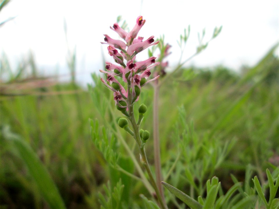 Gewöhnlicher Erdrauch (Fumaria officinalis) in den Horststückern im Landschaftsschutzgebiet „Hockenheimer Rheinbogen“