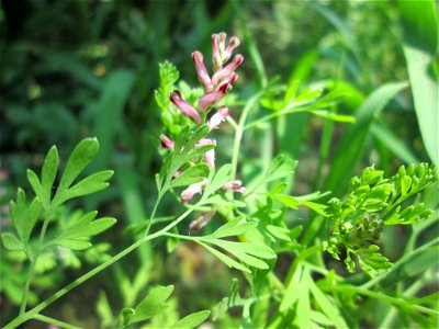 Gewöhnlicher Erdrauch (Fumaria officinalis) an einem Brückendamm am Rand vom Landschaftsschutzgebiet „Hockenheimer Rheinbogen“