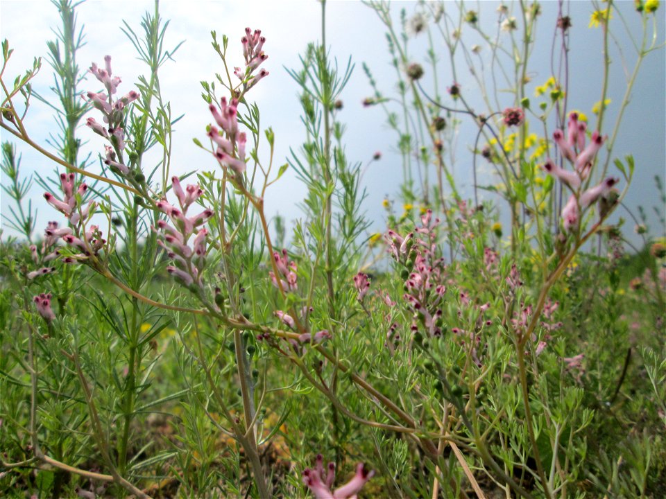 Gewöhnlicher Erdrauch (Fumaria officinalis) auf einer Ausgleichsfläche in den Horststückern im Landschaftsschutzgebiet „Hockenheimer Rheinbogen“