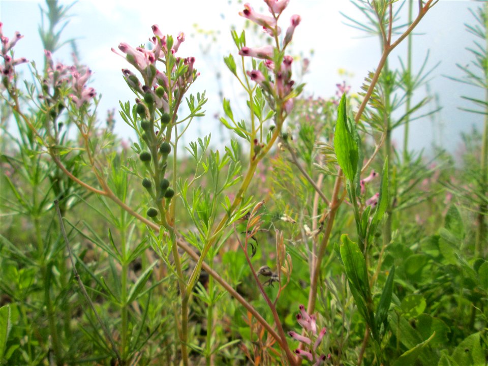 Gewöhnlicher Erdrauch (Fumaria officinalis) auf einer Ausgleichsfläche in den Horststückern im Landschaftsschutzgebiet „Hockenheimer Rheinbogen“