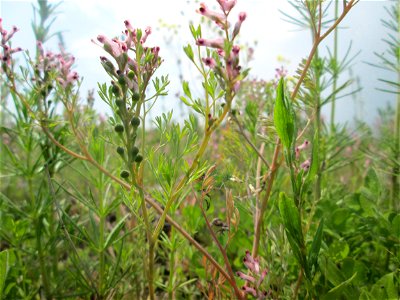 Gewöhnlicher Erdrauch (Fumaria officinalis) auf einer Ausgleichsfläche in den Horststückern im Landschaftsschutzgebiet „Hockenheimer Rheinbogen“