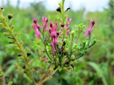 Gewöhnlicher Erdrauch (Fumaria officinalis) bei Kennfus photo