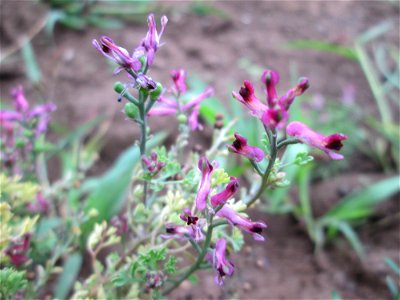 Gewöhnlicher Erdrauch (Fumaria officinalis) bei Kennfus photo