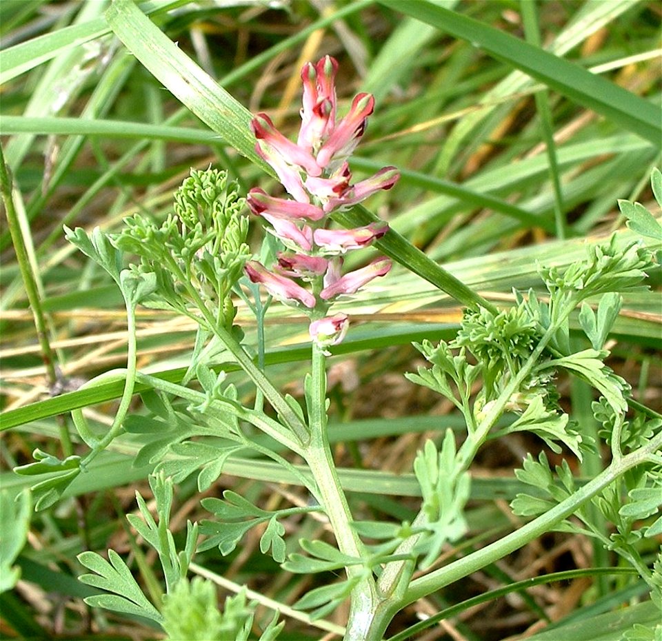 photo prise dans une pelouse.

photo taken in grass