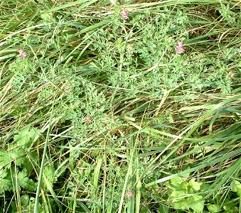 photo prise dans une pelouse.

photo taken in grass
