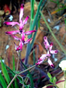 Fumaria officinalis flowers, Dehesa Boyal de Puertollano, Spain