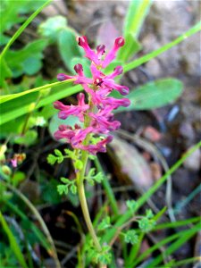 Fumaria officinalis flowers, Dehesa Boyal de Puertollano, Spain