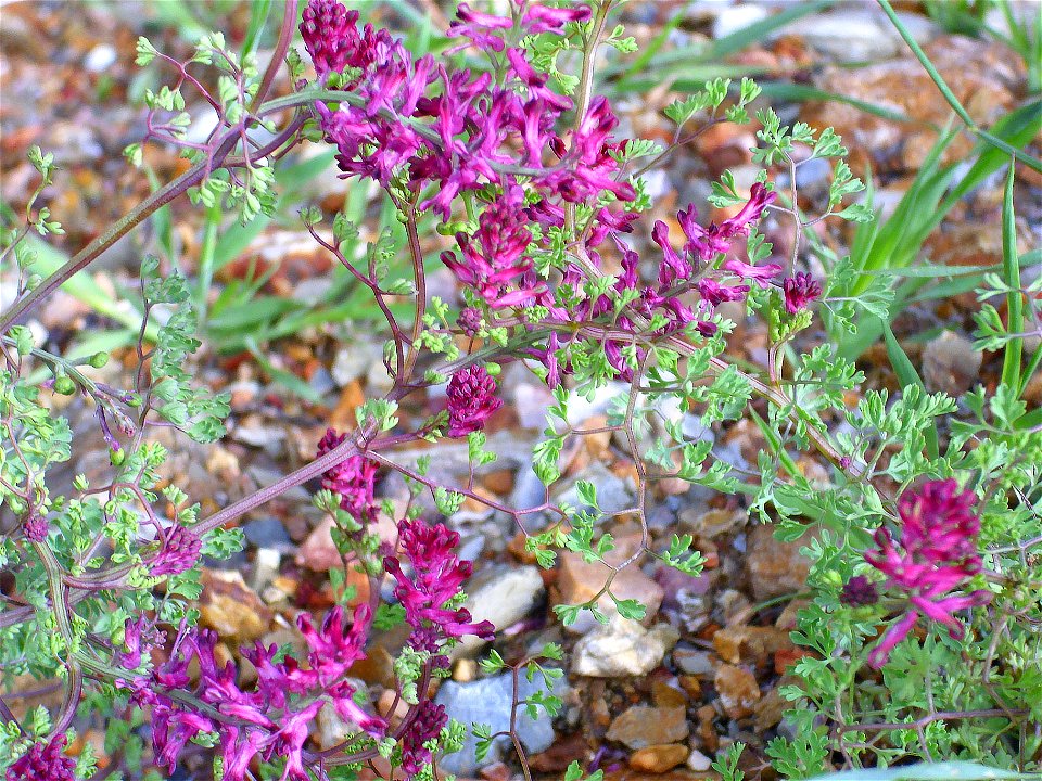 Fumaria officinalis close up, Sierra Madrona, Spain