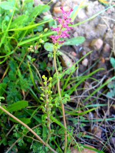 Fumaria officinalis Flowers and fruits, Dehesa Boyal de Puertollano, Spain