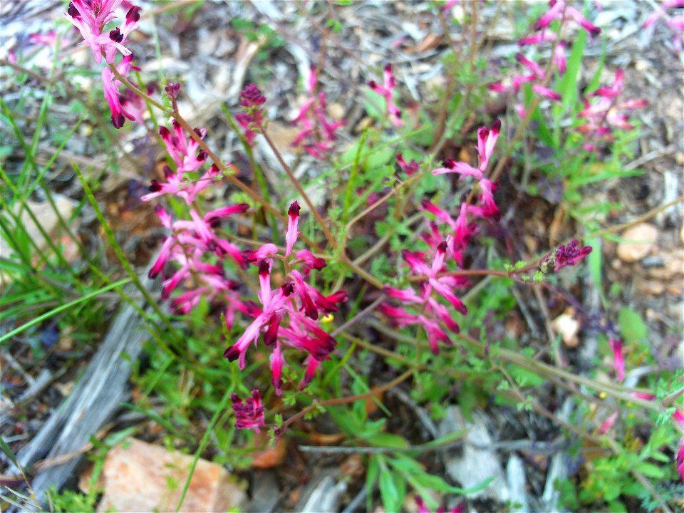 Fumaria officinalis flowers, Dehesa Boyal de Puertollano, Spain