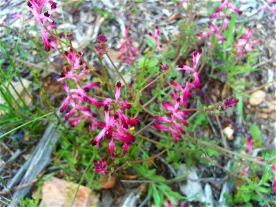 Fumaria officinalis flowers, Dehesa Boyal de Puertollano, Spain