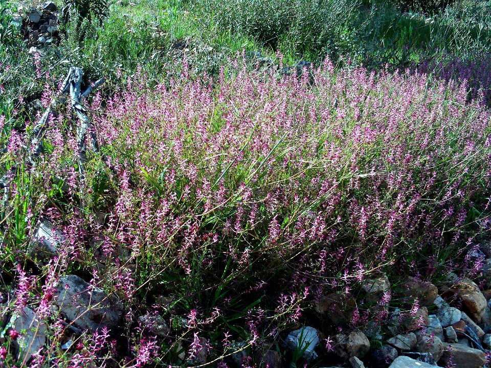 Fumaria officinalis habit, Dehesa Boyal de Puertollano, Spain