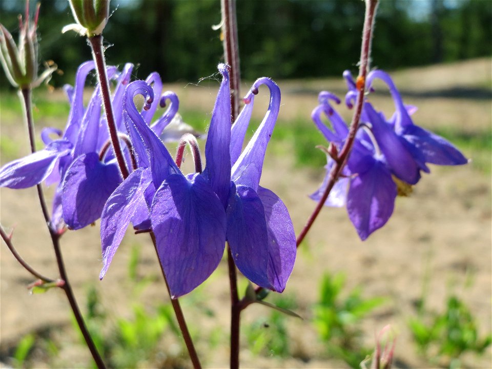 Gewöhnliche Akelei (Aquilegia vulgaris) auf dem Saupferchbuckel im Schwetzinger Hardt