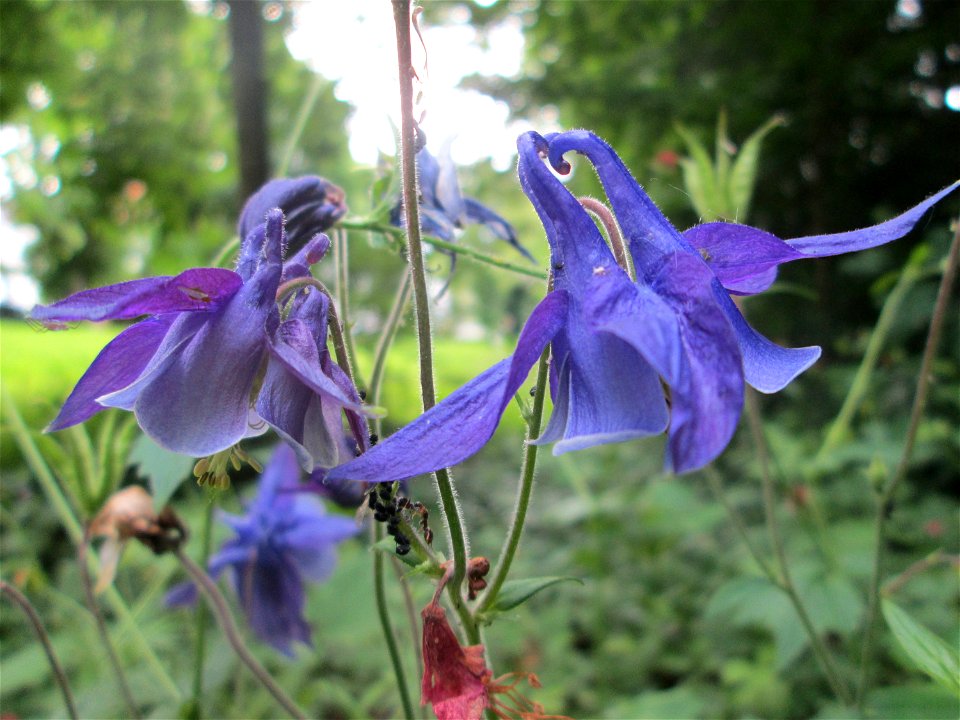 Gewöhnliche Akelei (Aquilegia vulgaris) in waldartiger Umgebung in Sankt Arnual